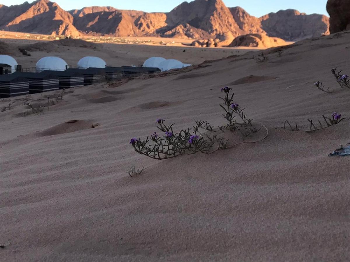 Oryx Camp Otel Ram Vadisi Dış mekan fotoğraf